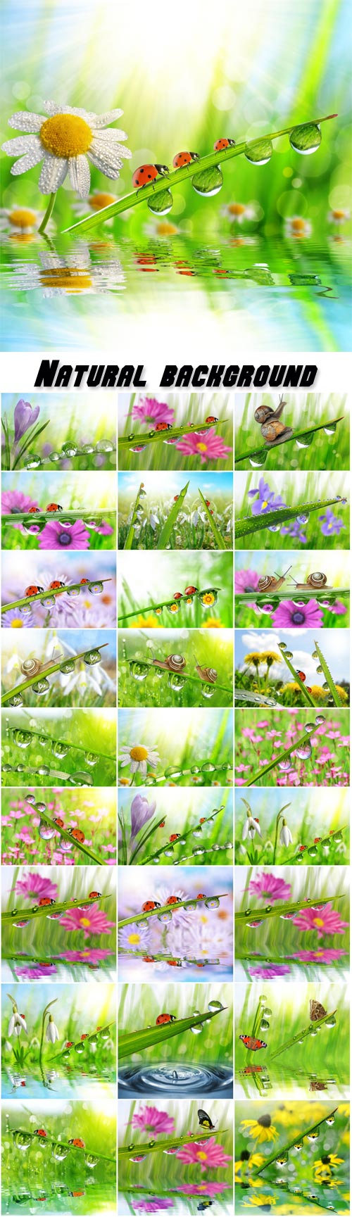 Natural background, fresh green grass with dew drops, ladybirds and butterflies