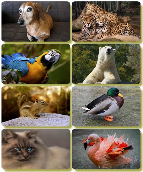 Забавные животные - Коллекция фото обоев (часть 71)
