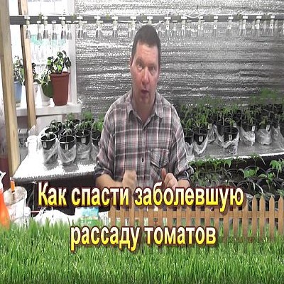 Как спасти заболевшую рассаду томатов (2016) WEBRip