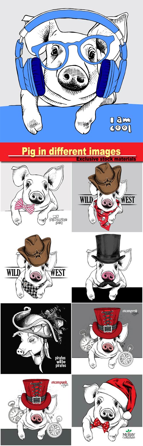 Pig in different images