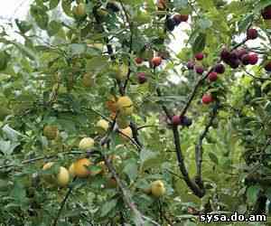 Приусадебный сад - Прививка плодовых деревьев