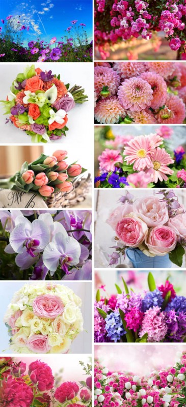 Beautiful Flowers Collection p.2