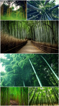 Bamboo wallpapers (Part 1)