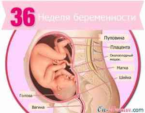 36 неделя беременности: Густые выделения, боли живота и отеки ...