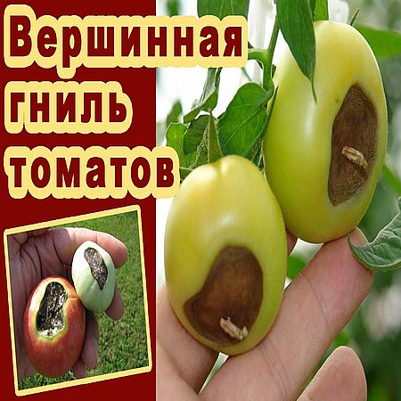 Вершинная гниль томатов (2016) WEBRip