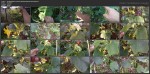 Как выращивать огурцы на шпалере (2016) WEBRip