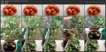 Как ускорить созревание и спасти урожай помидор от фитофторы (2016) WEBRip