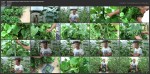 Технология выращивания огурцов в поликарбонатной теплице (2016) WEBRip
