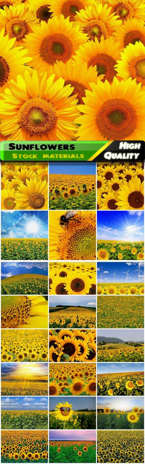 Summer nature landscape and field with sunflowers - 25 HQ Jpg
