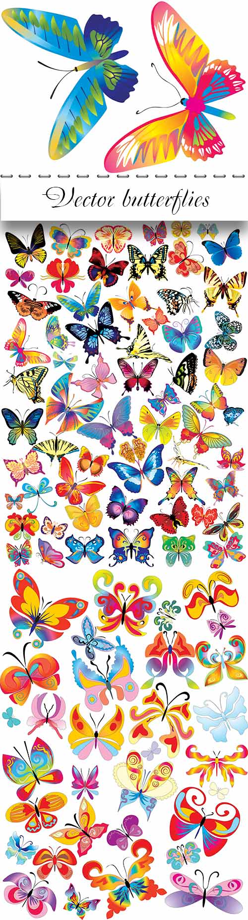 Vector butterflies for design