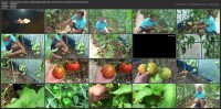 Можно ли собирать семена от своих помидор и хуже они или лучше покупных (2016) WEBRip