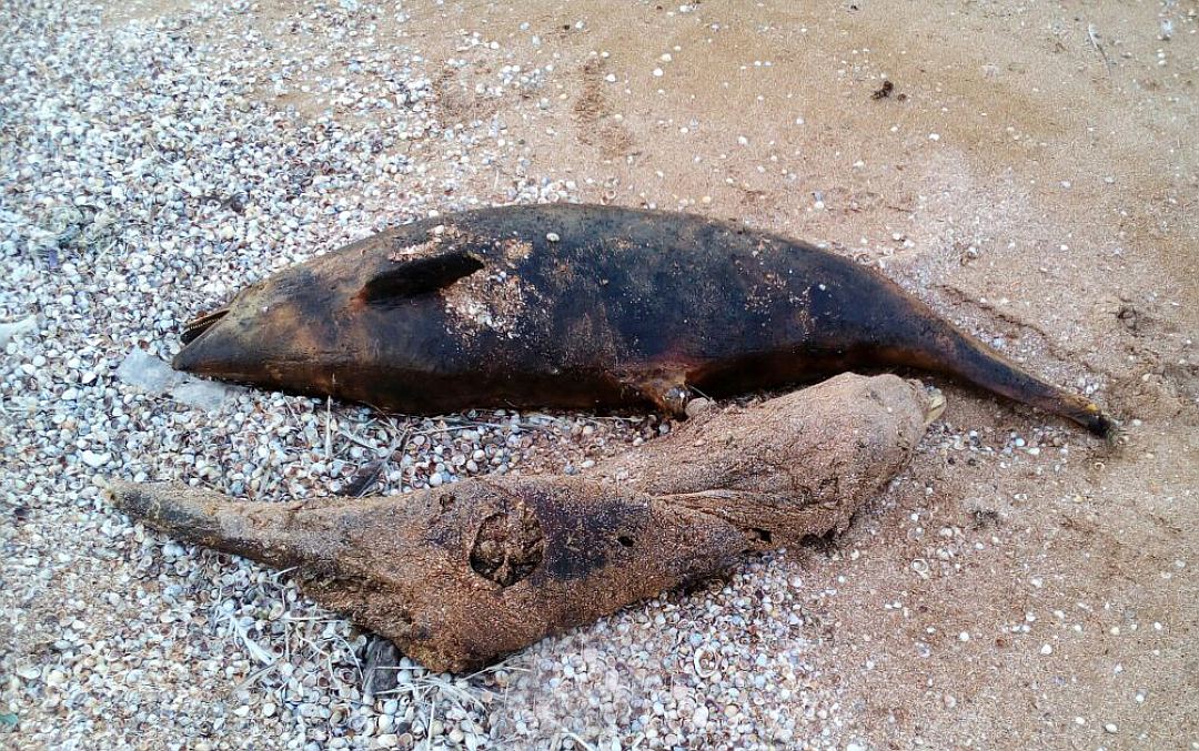В Крыму на берег выбросило более 50 убитых дельфинов [фото]