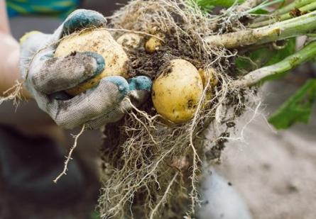 Пять секретов высокого урожая картофеля (2016) WebRip