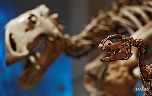 В пустыне Гоби нашли крупный скелет динозавра - СМИ
